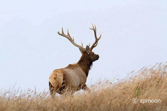 Male Tule Elk, Point Reyes National Seashore, CA