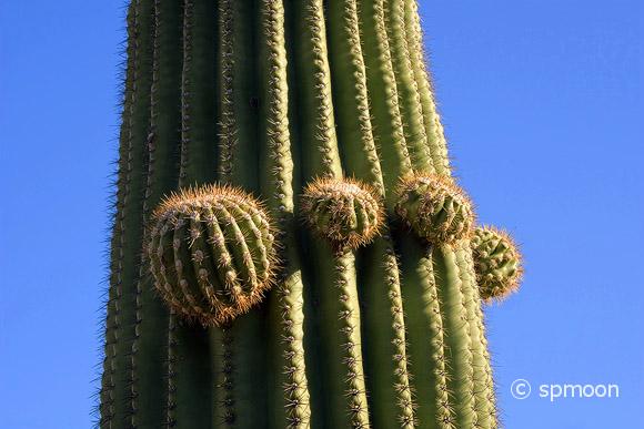 Growing Saguaro Cactus