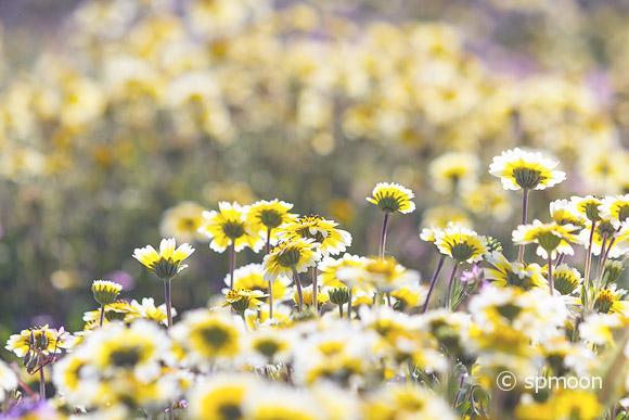 Tidy Tips blooming in Spring, Carrizo Plain National Monument, California