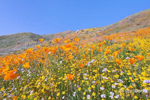 Southern California Wildflower