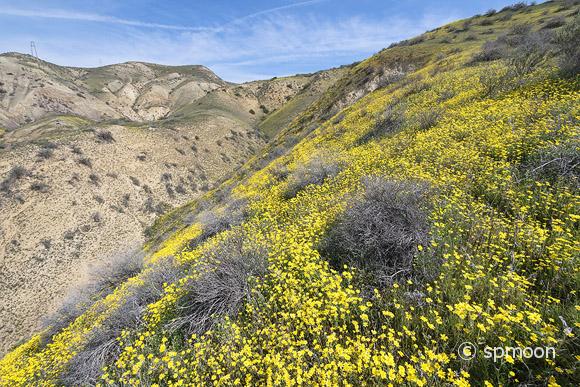 Hillside Daisy blooming in Spring, Carrizo Plain National Monument, California