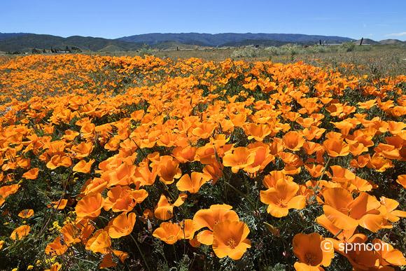 California golden poppy blooming on roadside near Antelope Valley, CA