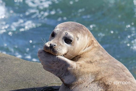 Seal Puppy in La Jolla