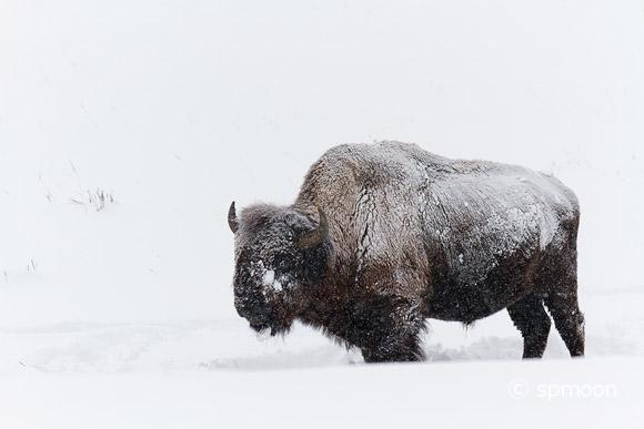 Buffalo standing in snow, Yellowstone National Park.