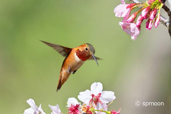Hummingbird Photography ハチドリの撮影 – CA州ハンティングトン 