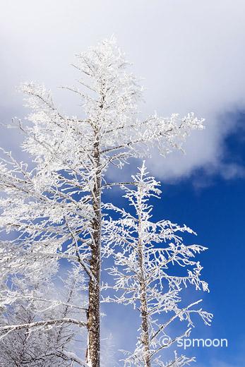 Frosted trees with blue sky near Mammoth Hot Springs, Yellowstone National Park.