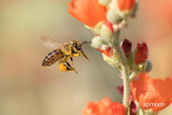 Pollen covered honeybee flying to desert mallow flower