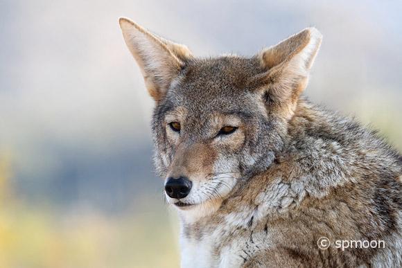 Close up of coyote
