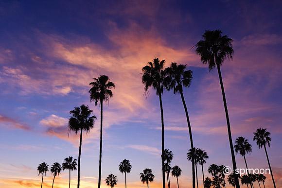 Palm trees in Sunset, Corona Del Mar Beach, California.