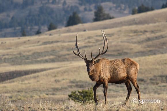 Elk in Lamar Valley, Yellowstone National Park