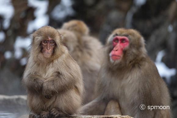 Snow Monkeys at Jigokudani Snow Monkey Park, Japan