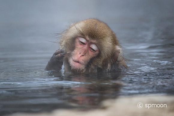 Snow monkey soaking in hot springs