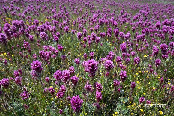 Antelope Valley California Poppy Reserve 2020(アンテロープバレー・カリフォルニアポピー保護区)